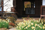 海蔵寺 スイセン