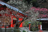 荏柄天神社の青軸白梅
