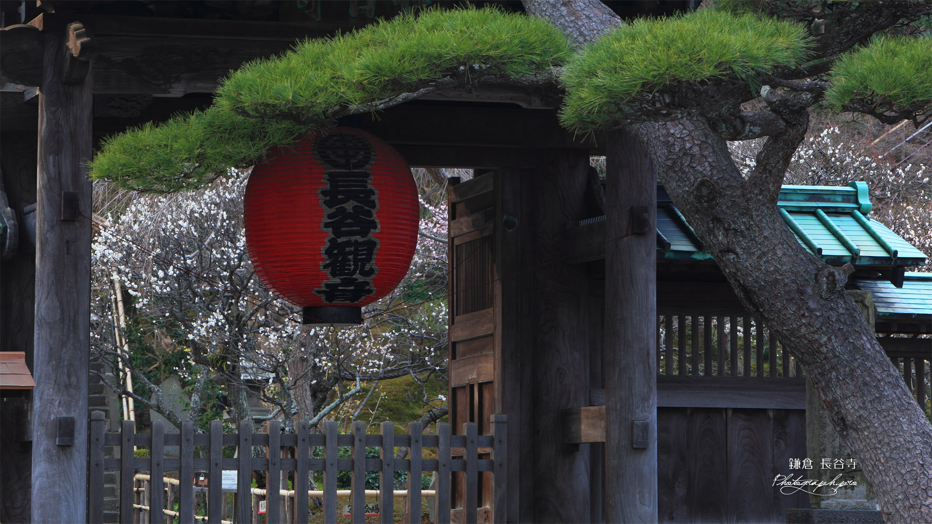 鎌倉長谷寺総門越しの白梅