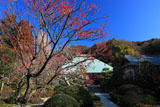 浄妙寺の紅梅