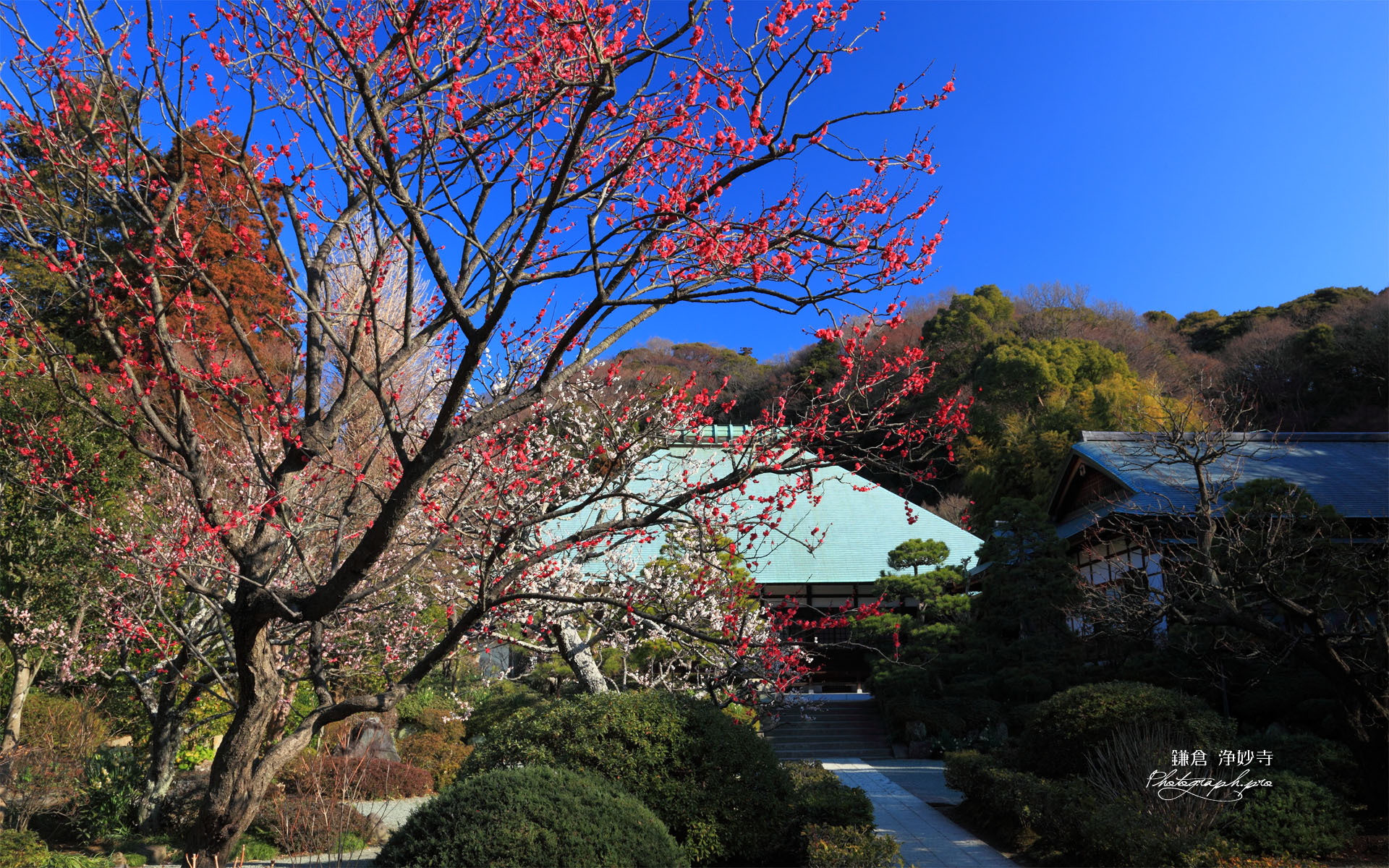 浄妙寺の紅梅