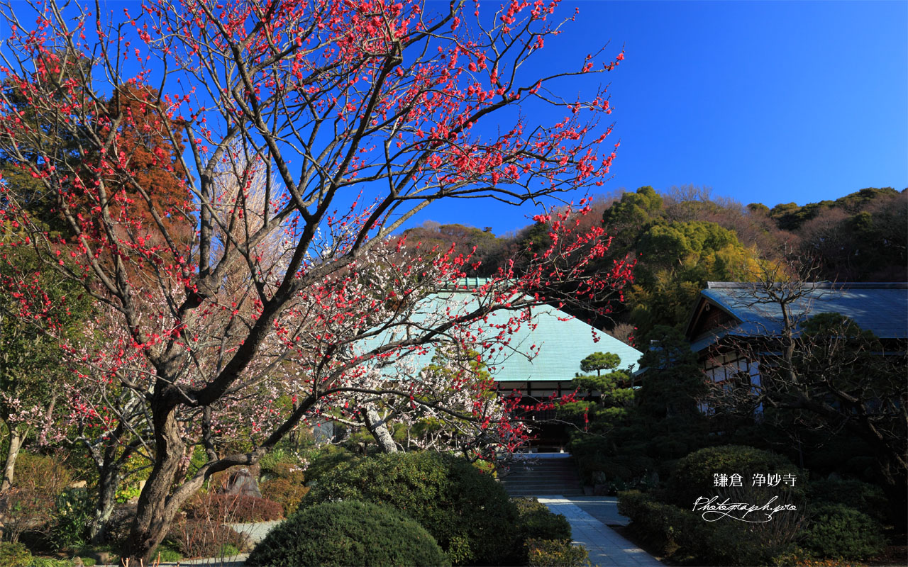 浄妙寺の紅梅 壁紙
