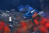 円覚寺弁天堂からの梅咲く東慶寺