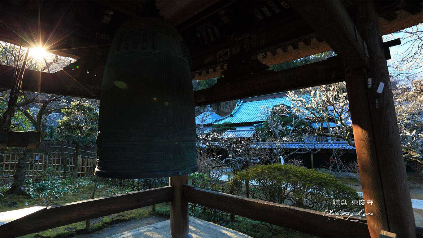 東慶寺 鐘楼越しの白梅 壁紙