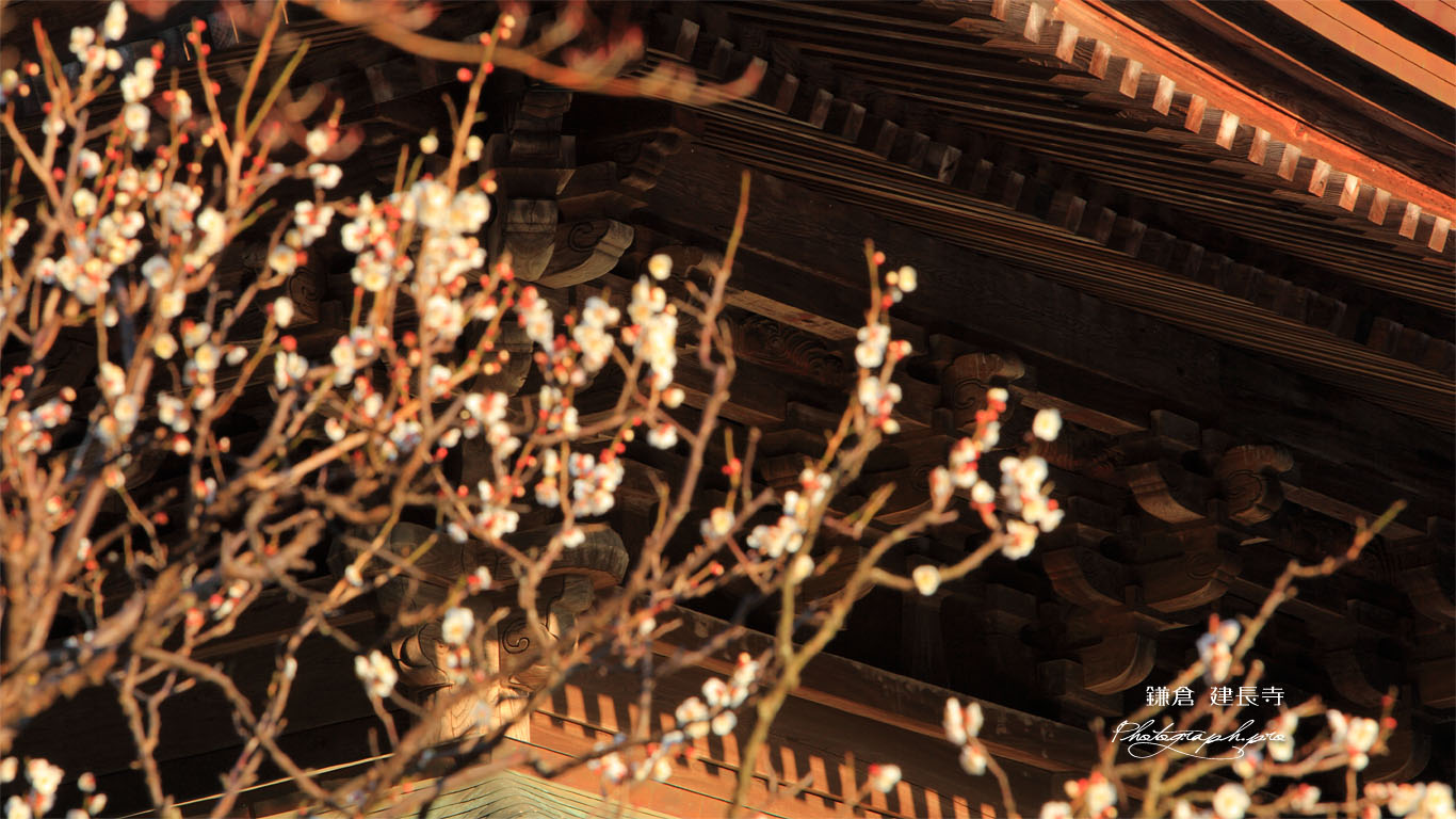 建長寺法堂と白梅 壁紙