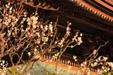 建長寺法堂と白梅