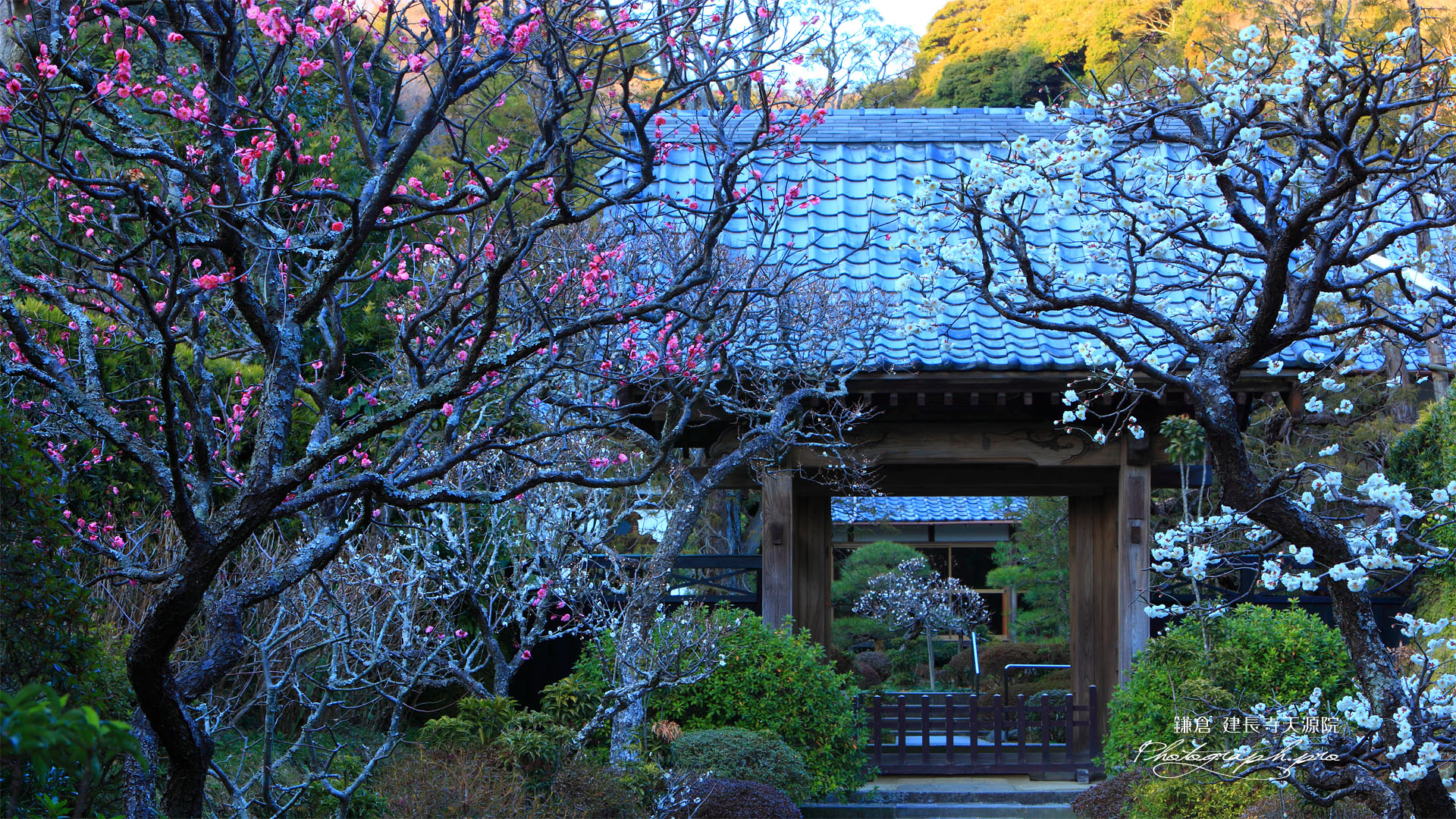 建長寺天源院の梅