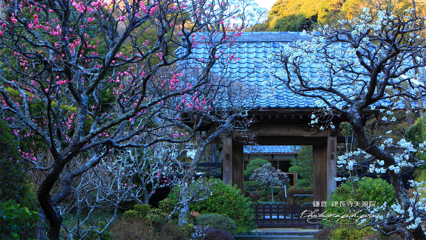 建長寺天源院の梅 壁紙