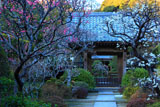 建長寺天源院の梅