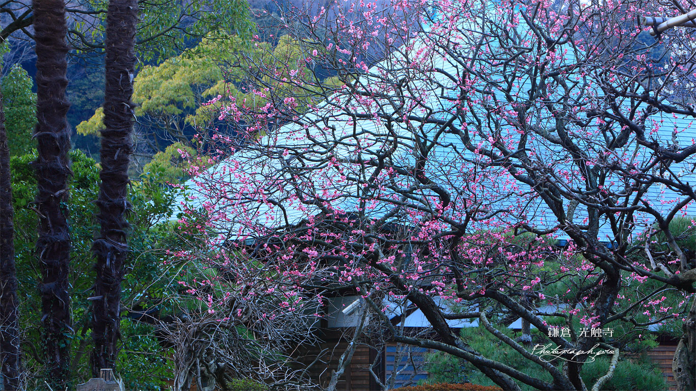鎌倉光触寺 梅と本堂 壁紙