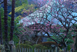 鎌倉光触寺 梅と本堂
