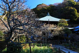 瑞泉寺 白梅と水仙に仏殿