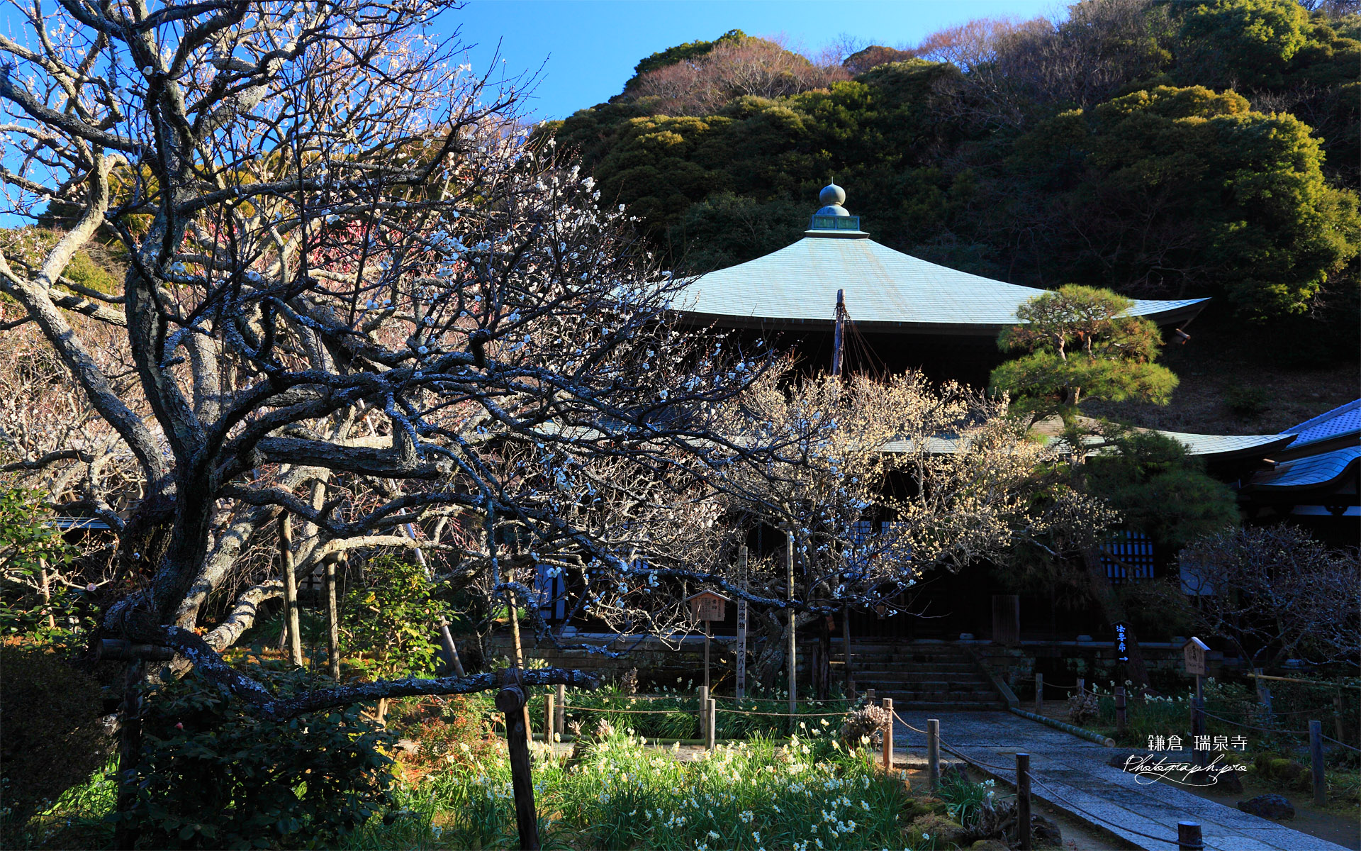 瑞泉寺 白梅と水仙に仏殿