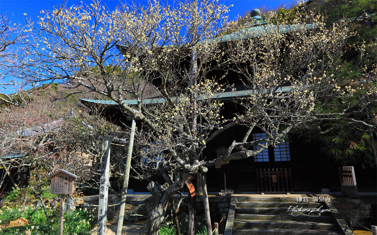 瑞泉寺 オウバイと仏殿 壁紙