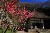 明月院の紅梅