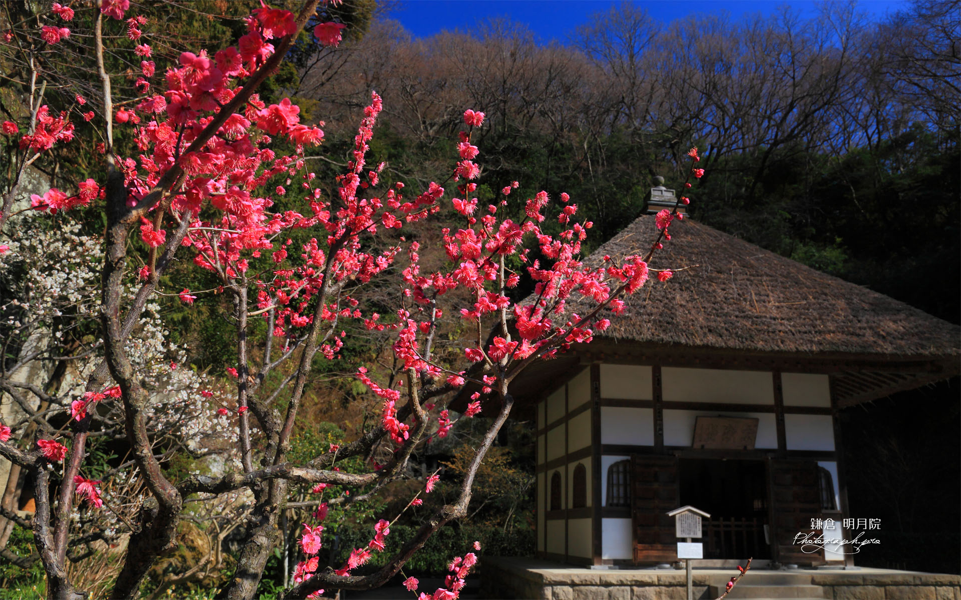明月院の紅梅