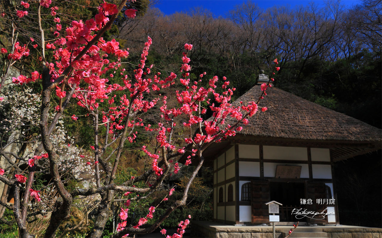 明月院の紅梅 壁紙