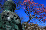 東慶寺 金仏と紅梅