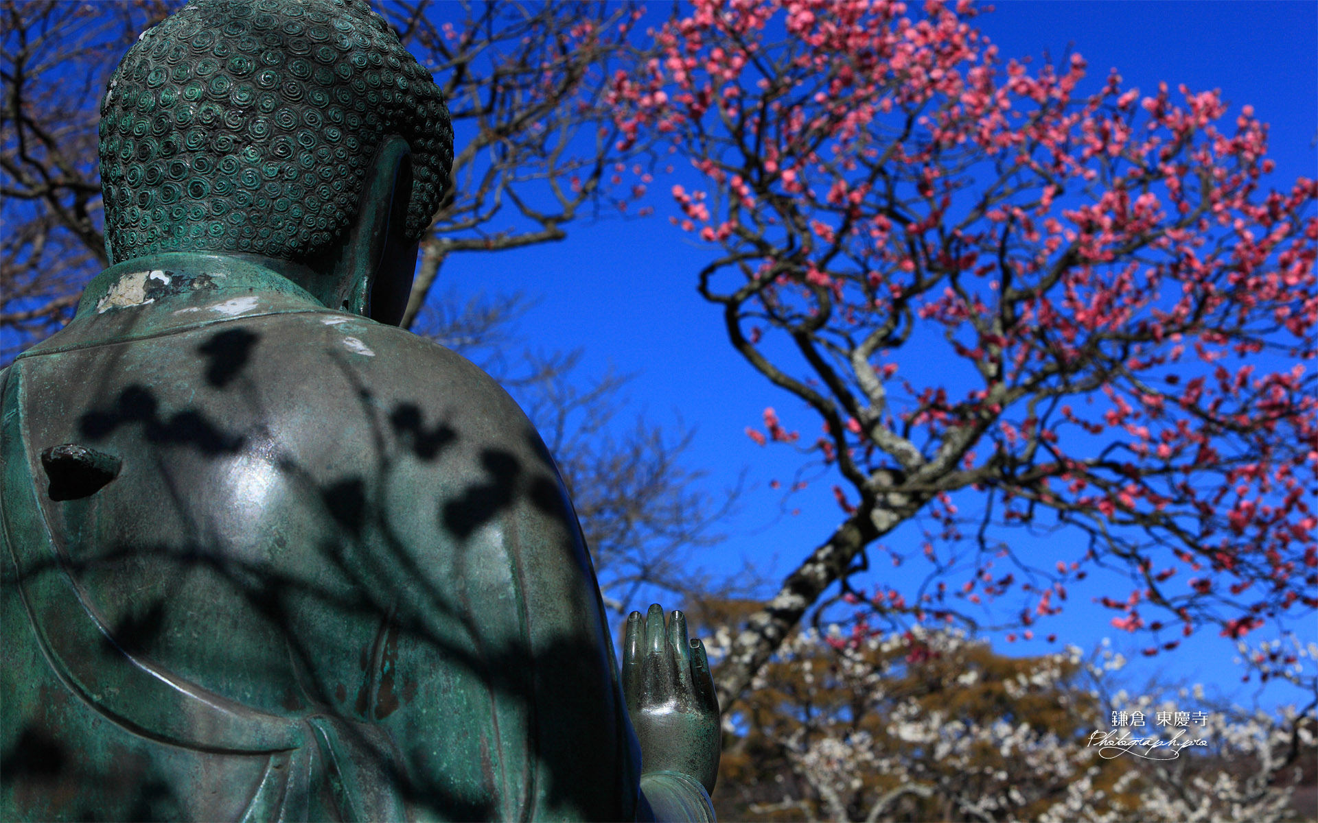 東慶寺 金仏と紅梅