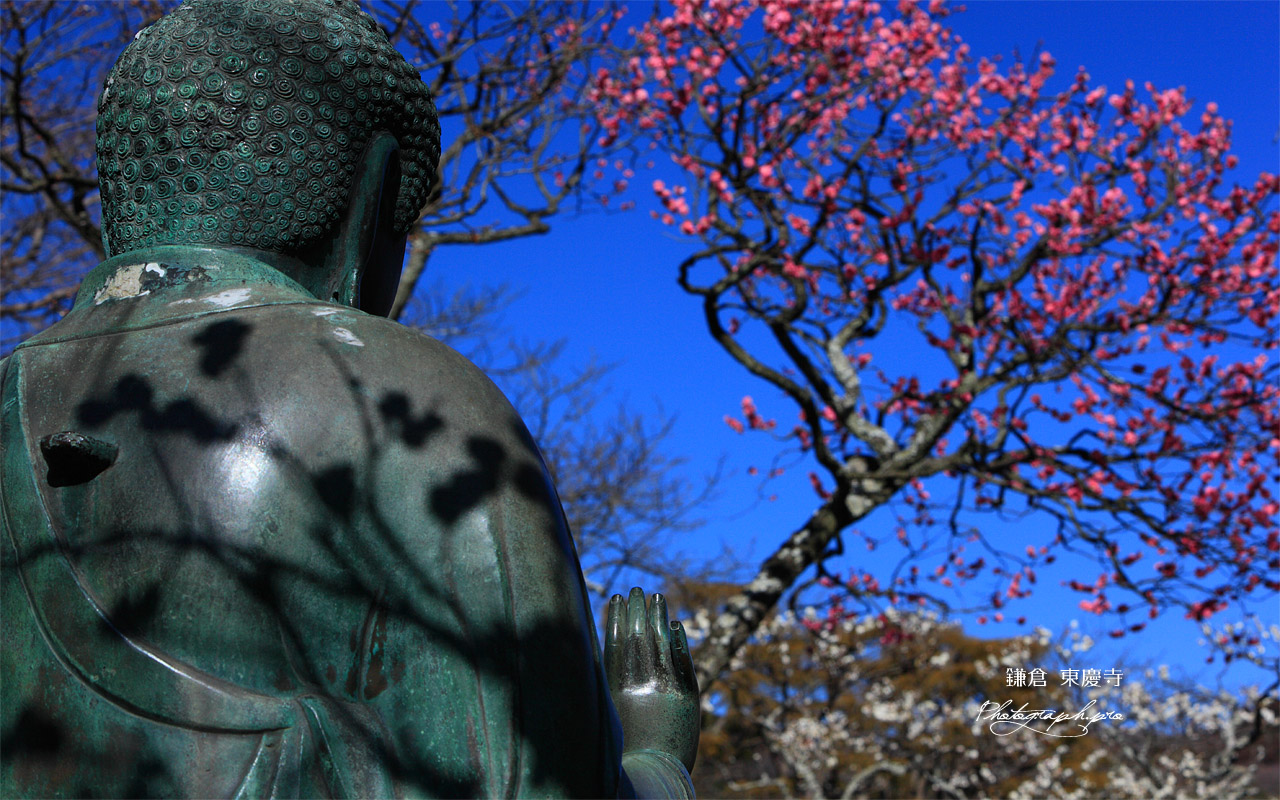 東慶寺 金仏と紅梅 壁紙