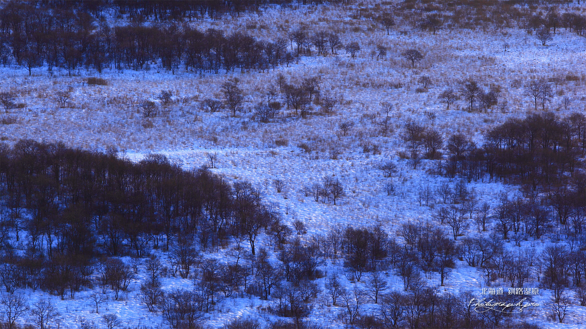 釧路湿原の雪原のハンノキ