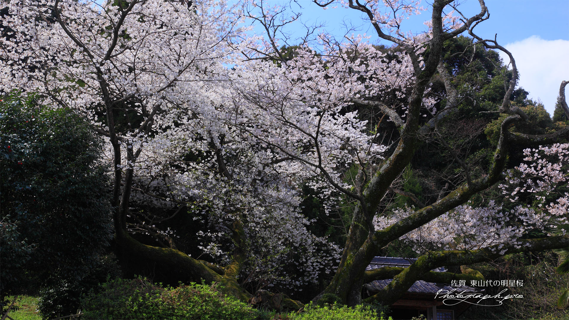 東山代の明星桜
