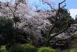 東山代の明星桜