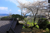 明星桜