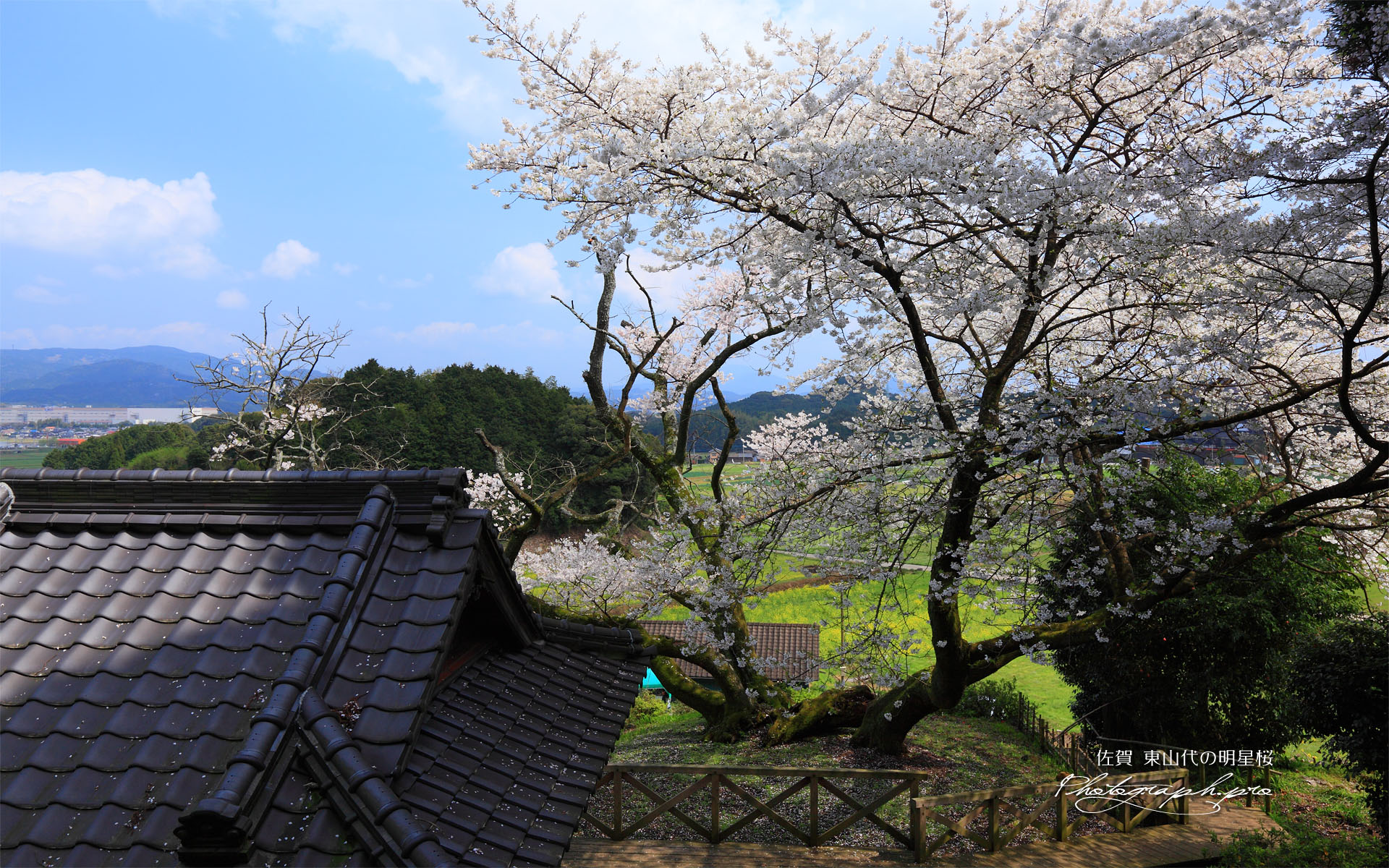 明星桜