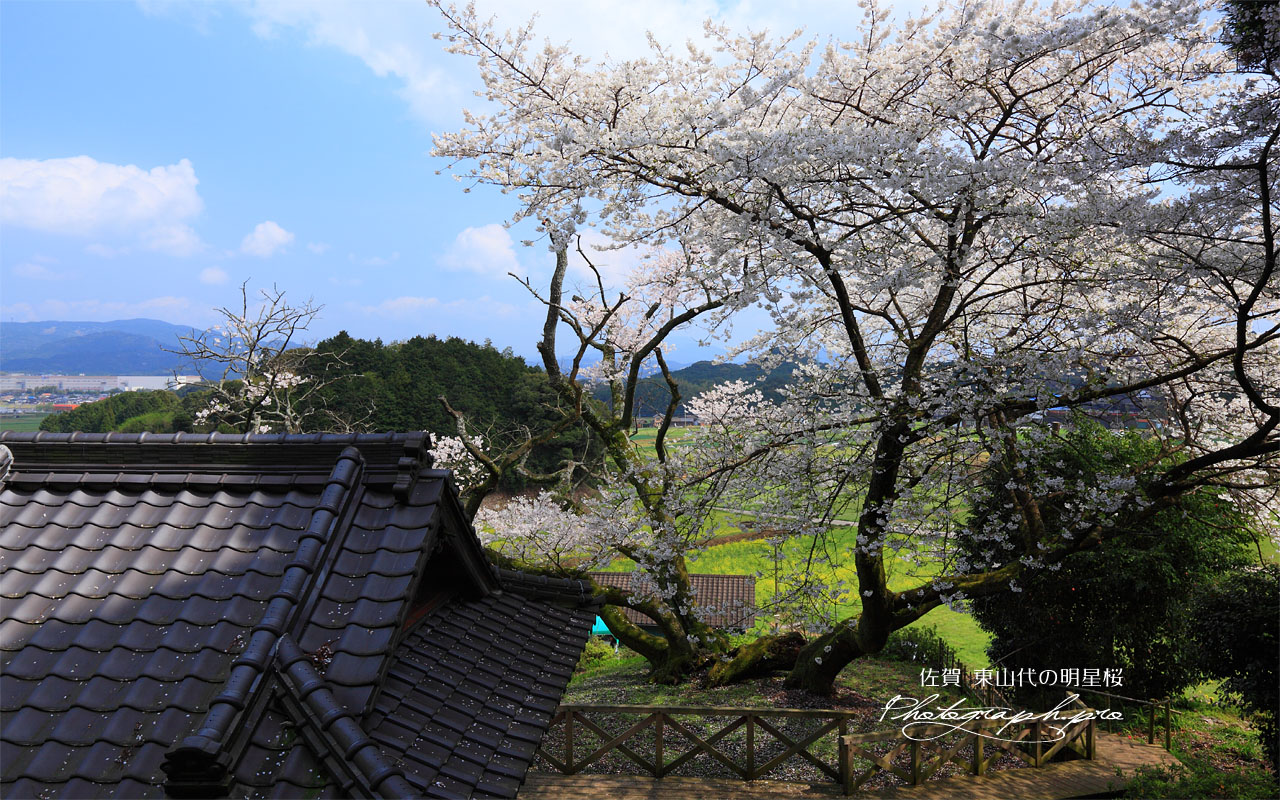 明星桜 壁紙
