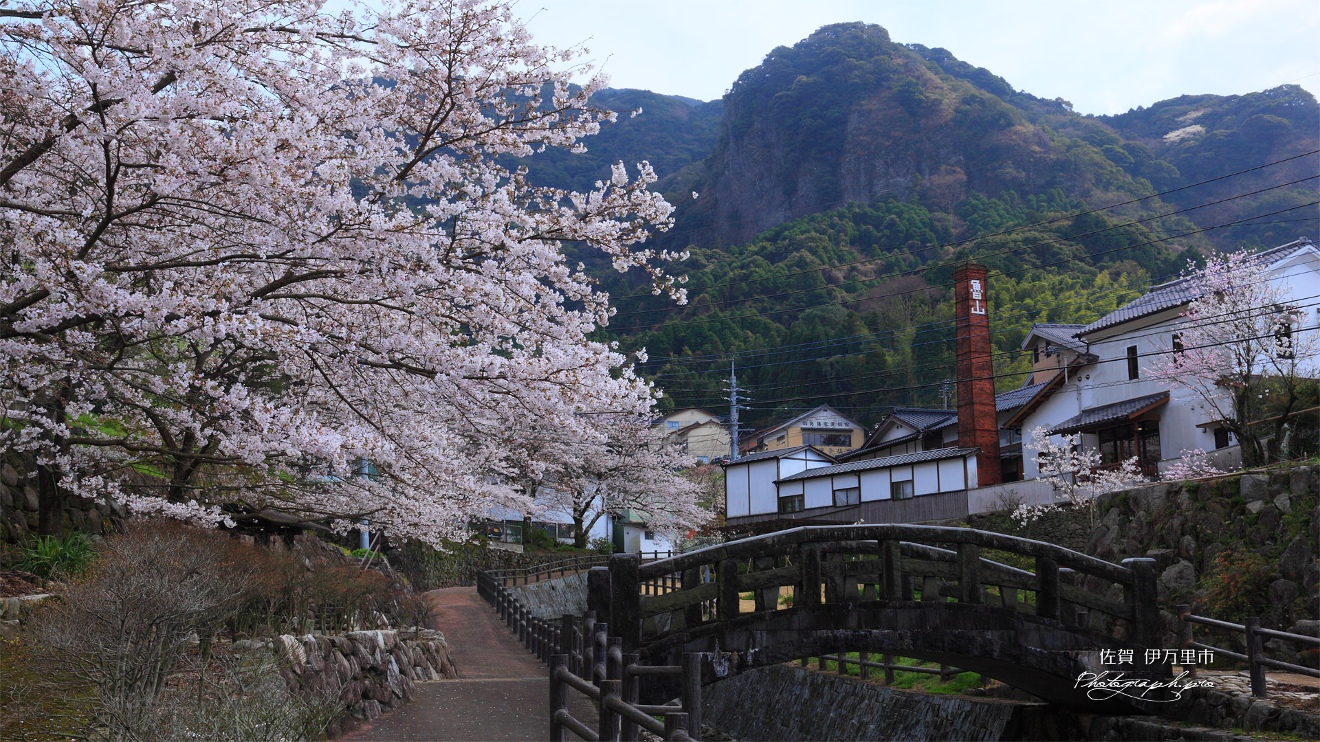大川内山の桜