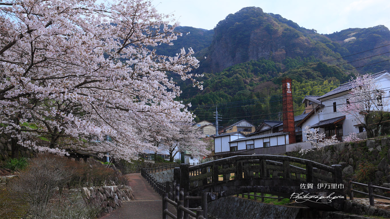 大川内山の桜 壁紙