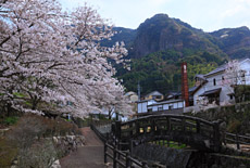 伊万里市の桜