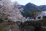 大川内山の桜