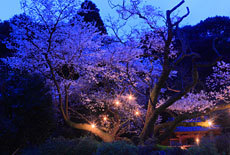 東山代の明星桜
