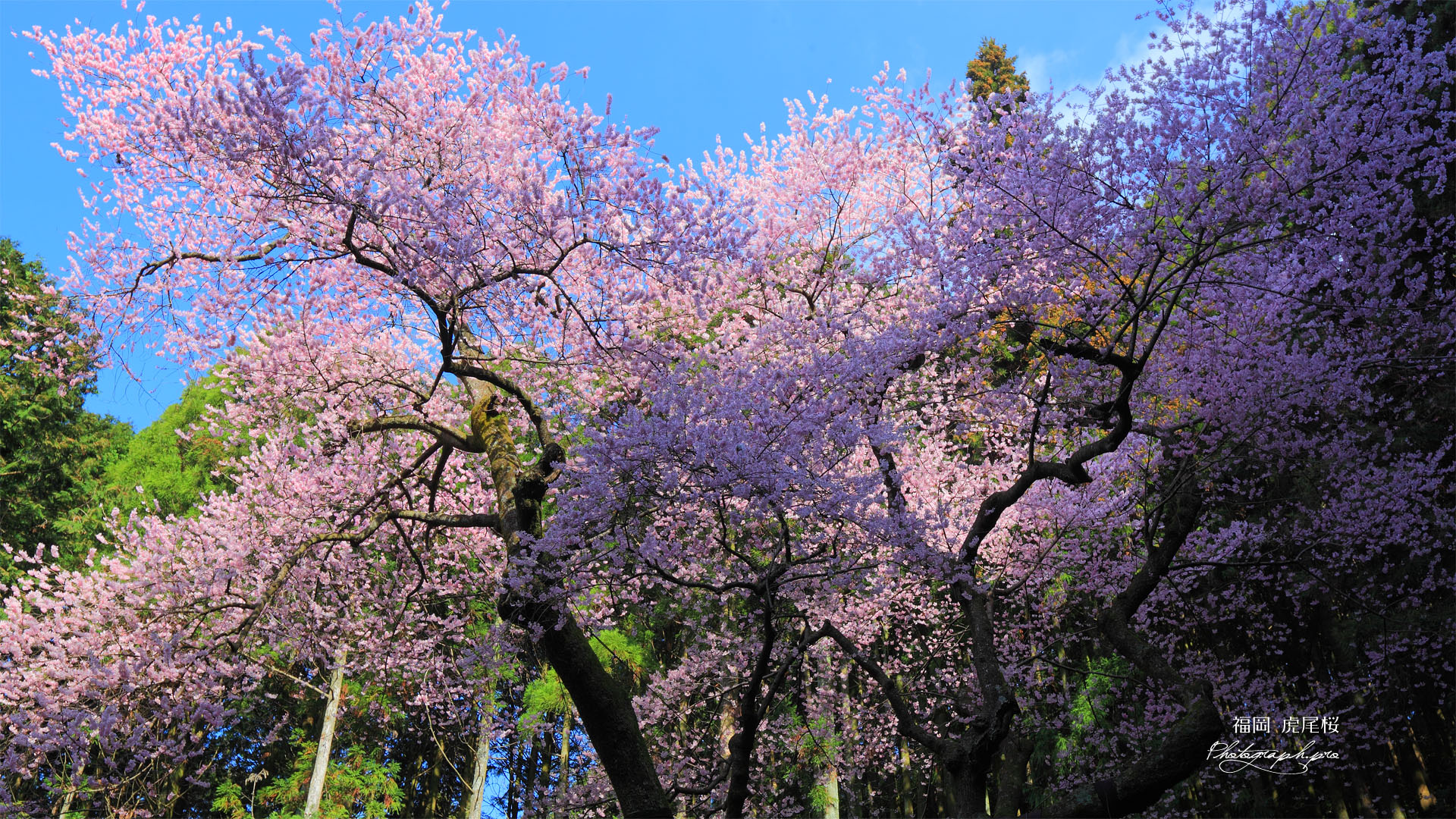 虎尾桜