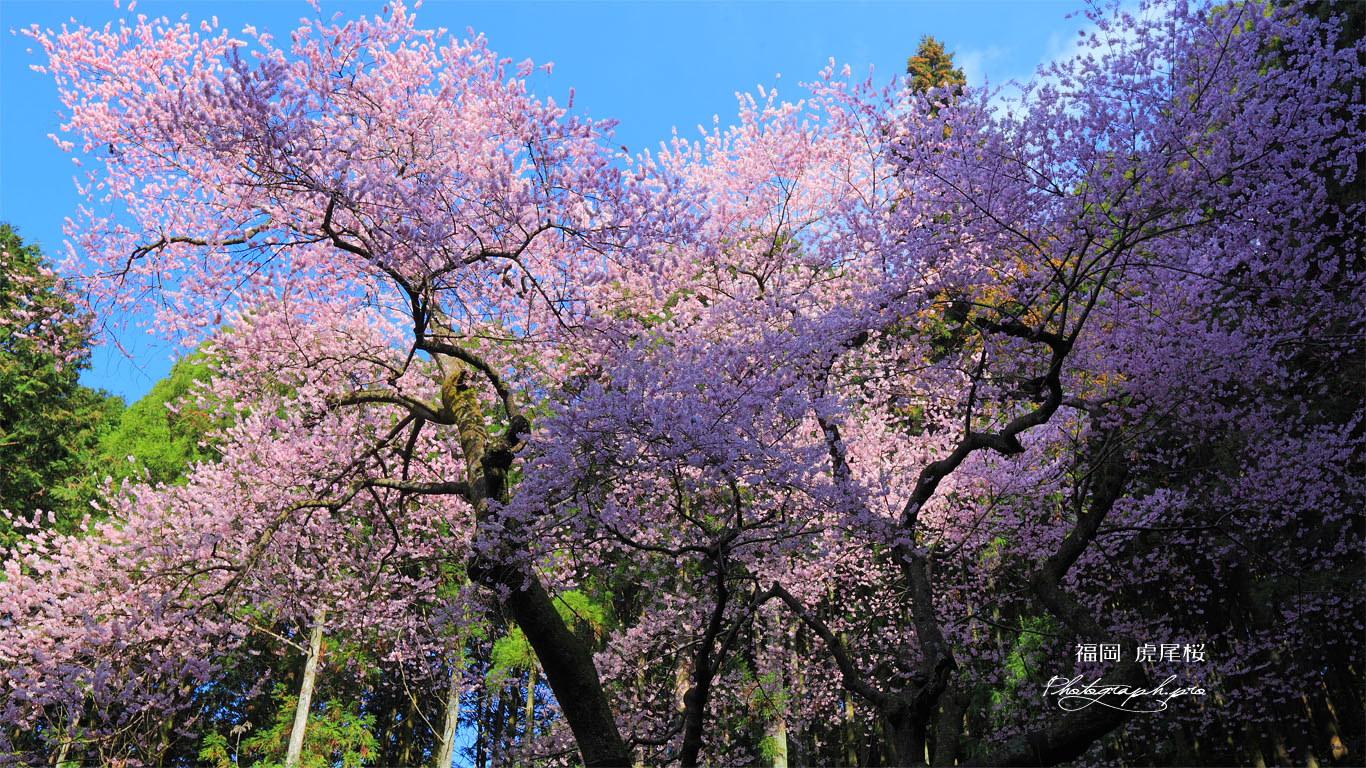虎尾桜 壁紙