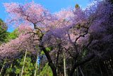 虎尾桜