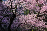 虎尾桜の後ろ姿