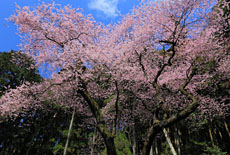 虎尾桜
