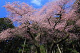 福岡県の桜