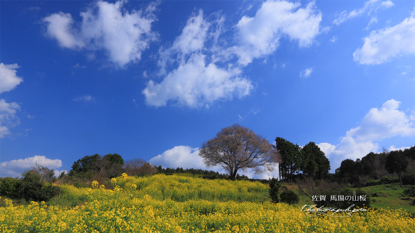 咲き始めの馬場の山桜 壁紙