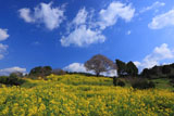 咲き始めの馬場の山桜