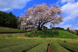 茶畑と納戸料の百年桜