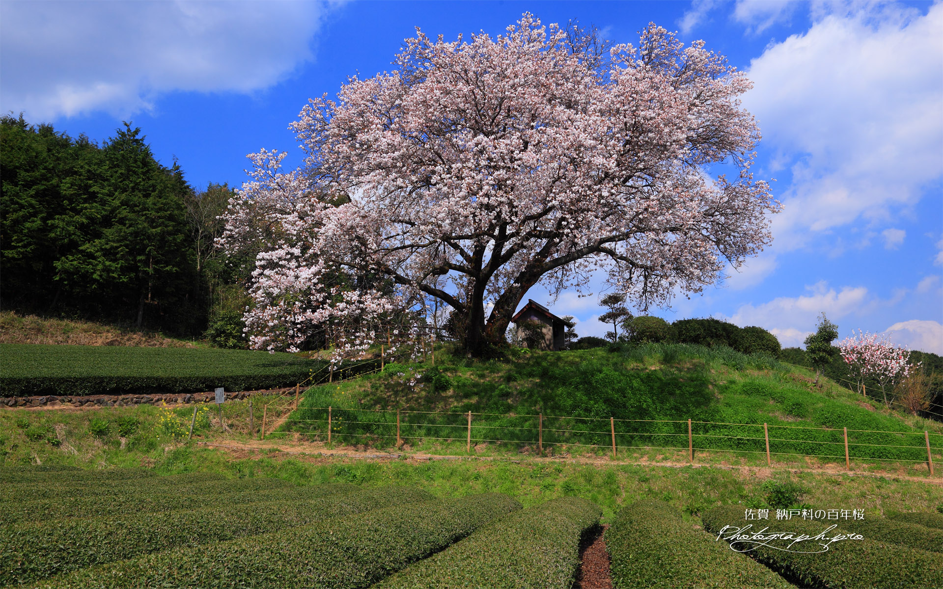 茶畑と納戸料の百年桜