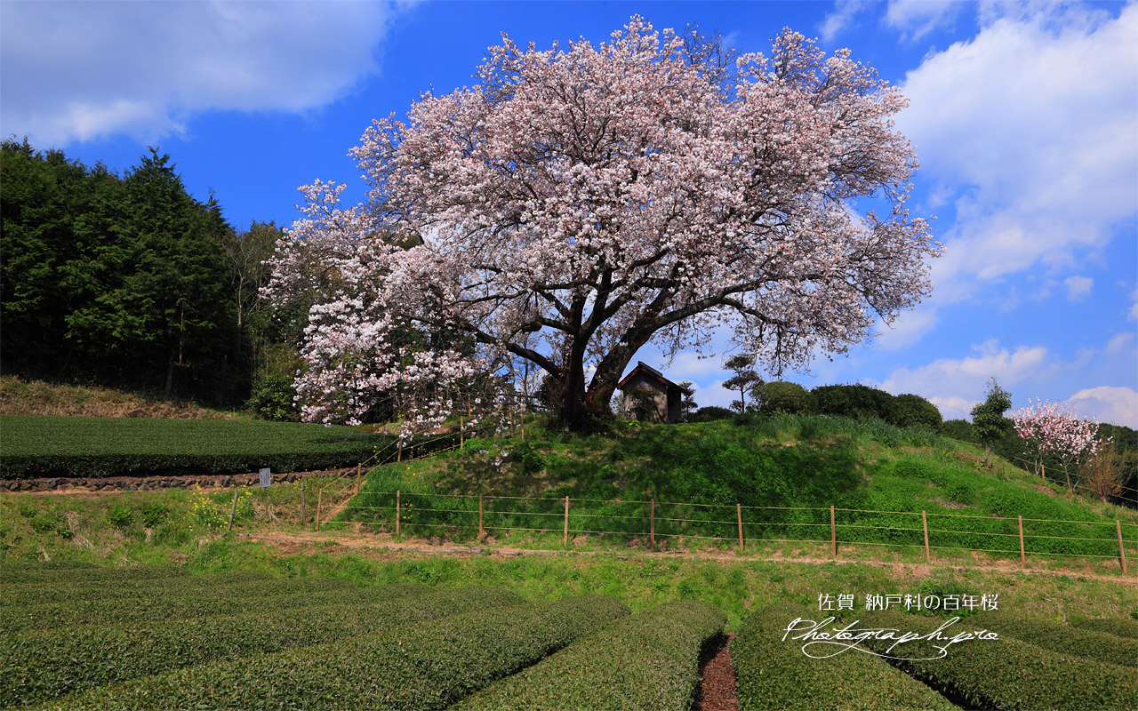 茶畑と納戸料の百年桜 壁紙