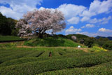 綿雲と納戸料の百年桜
