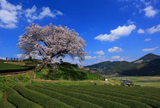 納戸料の百年桜