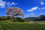 佐賀県の桜
