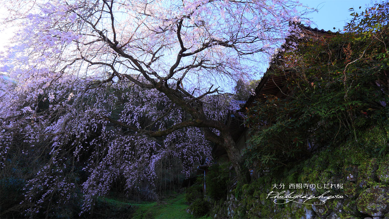 苔生した石垣と西照寺の枝垂れ桜 壁紙